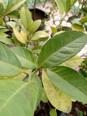 leaves with drops of water