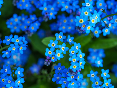 Closeup of pretty little blue garden forget-me-not flowers, Myosotis, seen from above