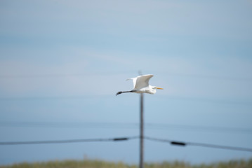 Great Egret