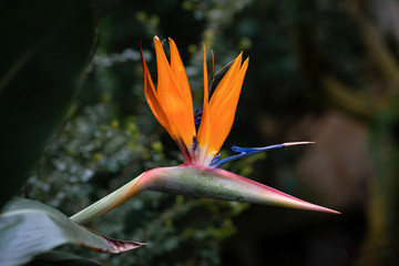 Obraz na płótnie Canvas Close up of a bird of paradise flower