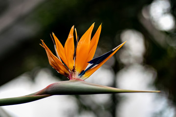 Fototapeta na wymiar Close up of a bird of paradise flower