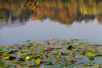 Lago con Piante Acquatiche © Dimitri