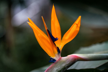 Close up of a bird of paradise flower