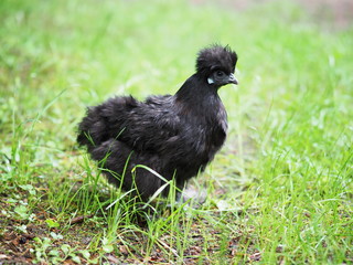 schwarzes Seidenhuhn