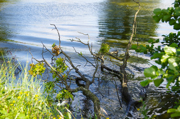 edge of lake with twigs