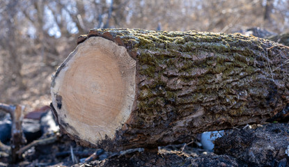 The tree cut down by the person remained on the earth