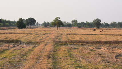 Agriculture land, Crop field - 327381331