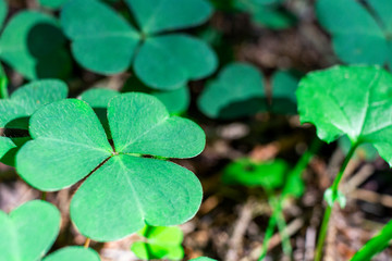 background green shamrock nature background, fresh green juicy color, shamrock plant