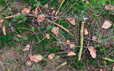 Close up view on pine cones on an autumnal forest ground texture