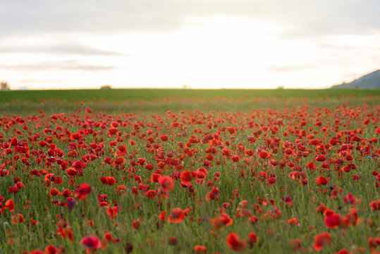 Poppy field at sunset. © ba11istic