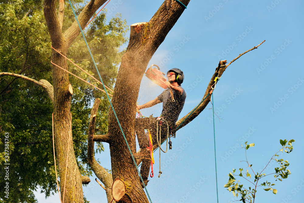 Poster arborist cutting tree