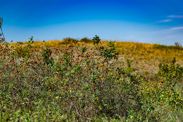 Wild small rose bushes with red and orange berries on prickly branches with small green petals, blue clear sky and native spaces and a wonderful landscape