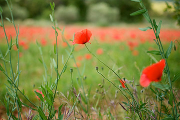 Red poppy on a poppy field in the South of France