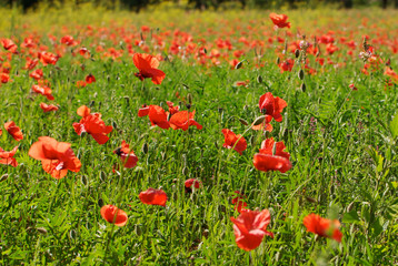 Fototapeta na wymiar Red poppies on a poppy field in the South of France
