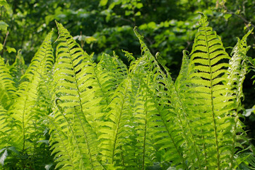 beautiful bunch of Dryopteris pland
