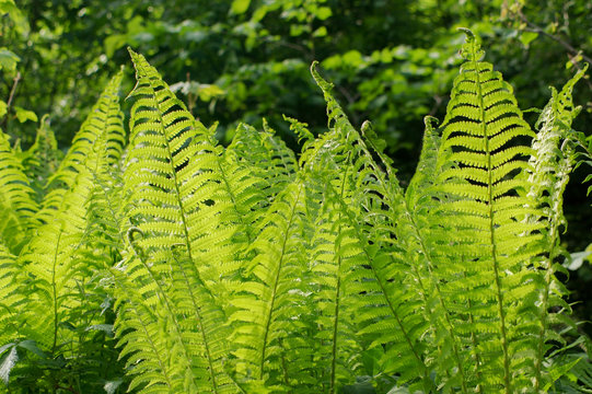 beautiful bunch of Dryopteris pland