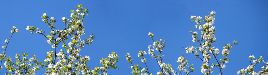 White flowers on branches against a blue sky