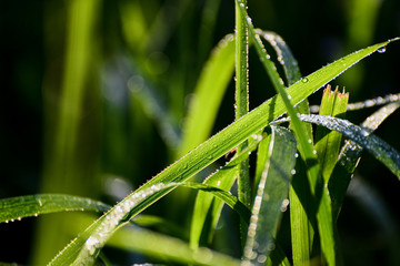 Lemongrass grown in the vegetable garden, herbs have medicinal properties.