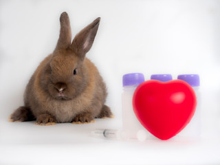 Little brown fluffy bunny rabbit sitting with red heart, medicine bottles and syringe in the foreground.