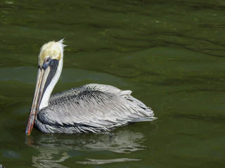 Brown pelican in New Smyrna Beach, Florida