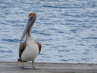 Fototapeta na wymiar Immature brown pelican in New Smyrna Beach, Florida