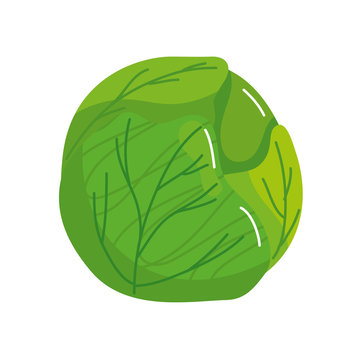 fresh and healthy cabbage isolated icon vector illustration design