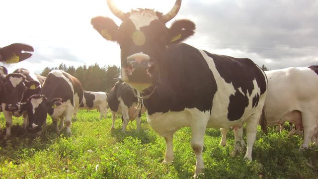 Cattle cow grazing in field. Dairy cattle grazing. Farm cattle grazing in pasture