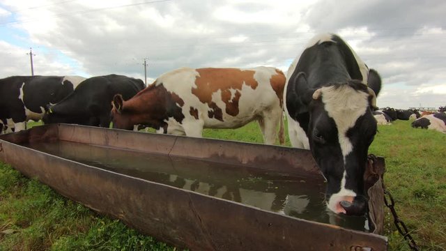 Cattle cow grazing in field. Cows drink water. Dairy cattle grazing. Farm cattle grazing in pasture