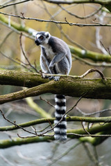 lemur on a tree