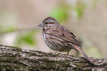 Close up of Song Sparrow standing on fallen tree trunk in forest