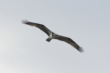 Flying Osprey eagle bird of prey with spread wings in pale blue sky seen from below