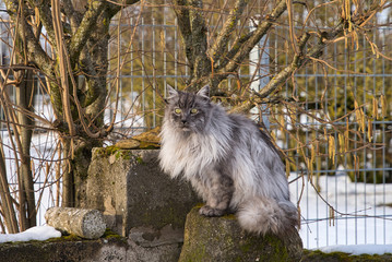 Türkische Angora Katze mit grauem Langhaarfell und grünen Augen im Schnee im Winter im Garten