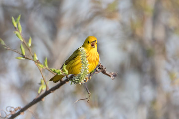 Yellow warbler little bird singing on tip of tree branch in springtime