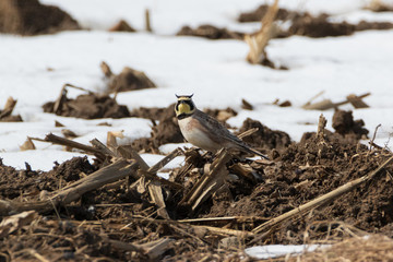 Horned Lark on earth mound in snowy harvested corn field