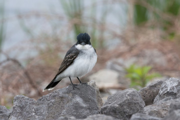 Close up of Eastern Kingbird bird looking at camera