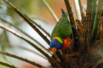 rainbow lorikeet in tree