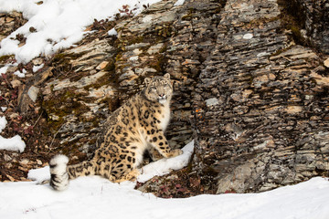 Naklejka na ściany i meble Snow leopard (Panthera uncia) standing by a rocky cliff in winter