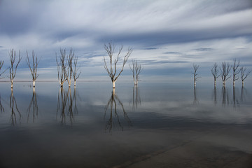 Dead trees on Lake Epecuen. The sky and water merge on the horizon. Branches without leaves on...
