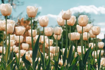 Zelfklevend Fotobehang Amazing white tulip flowers blooming in a tulip field. Tulips field. White flower tulips flowering in tulips field. © Volodymyr