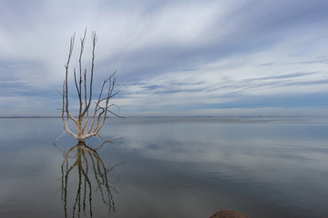 Dead trees on Lake Epecuen. The sky and water merge on the horizon. Branches without leaves on...
