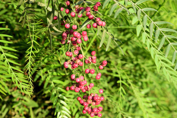 Bright pink berries on fern-like green leaves in sunlight, illustrating a lush, vibrant, and natural foliage scene.