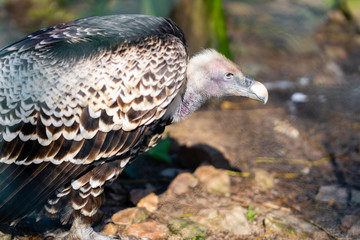 portrait of a vulture