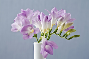 Purple Freesia flower
