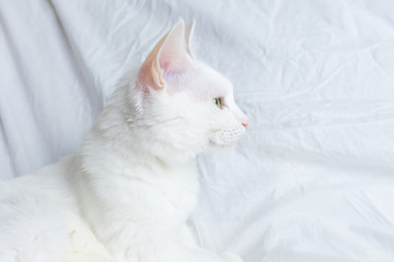 Fototapeta na wymiar White cat on a white sheet. The concept of pets, comfort, caring for animals, keeping cats in the house. Light image, minimalism, copyspace...