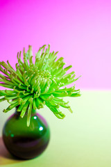 A fresh, green spider mum flower in a vase against a pink and green background, with copy space