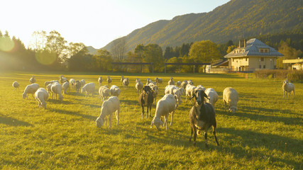 LENS FLARE: Sunrise illuminates the meadow so the cute sheep can feed on grass