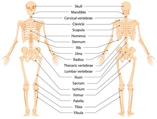 Human anatomical skeleton infographic front view and back view vector graphic illustration. Cartoon person body bones and skull with names to study medical biology system isolated on white