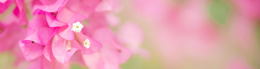 Obraz na płótnie Canvas Close up of nature view pink Bougainvillea on blurred greenery background under sunlight with bokeh and copy space using as background natural plants landscape, ecology cover concept.