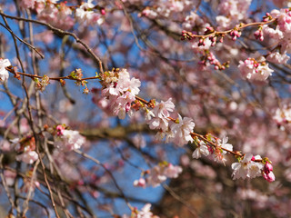 (Prunus Accolade) Cerisier à fleurs du Japon accolade aux rameaux souples étalés garnis de boutons floraux et fleurs rose en bouquets