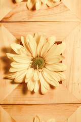A desaturated yellow daisy mum flower in square wood blocks